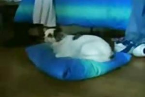 Tình dục người khuyết tật trong một chiếc xe lăn trên